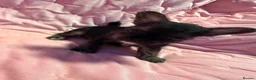Mixed Breed dogs for sale: Frenchie x chihuahua puppies 2 boys 2 girls - Advert 2