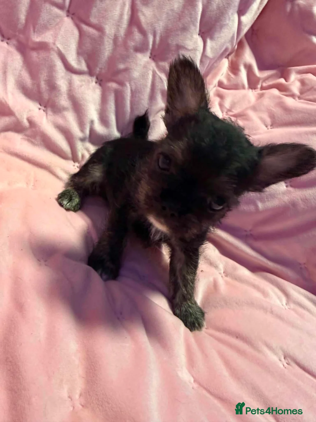 Mixed Breed dogs for sale: Frenchie x chihuahua puppies 2 boys 2 girls - Advert 2