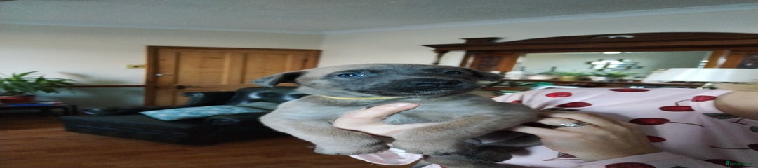 Belgian Shepherd Dog Puppy 5