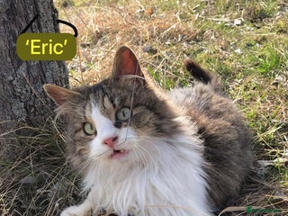 Mixed Breed cats - Advert 36