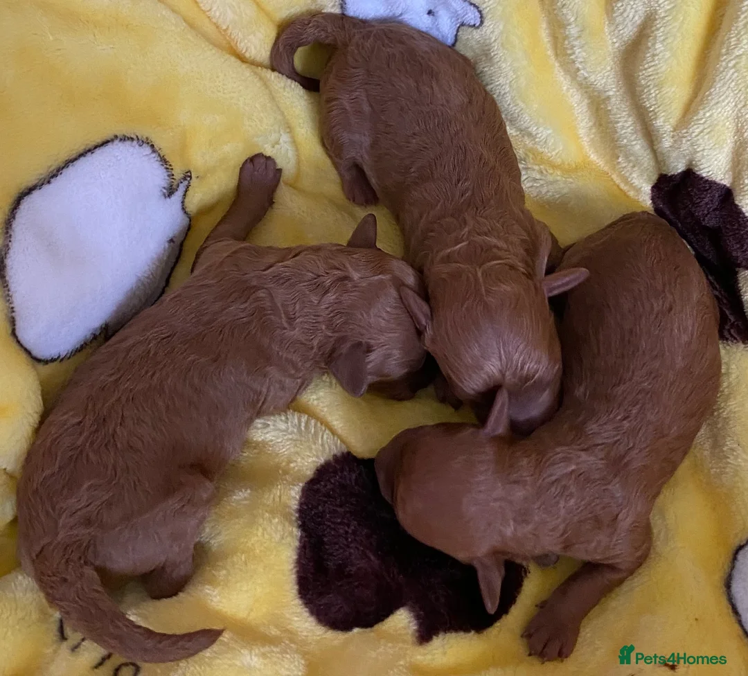 Toy Poodle dogs for stud: Kc health tested toy poodle for stud in Torpoint - Advert 6