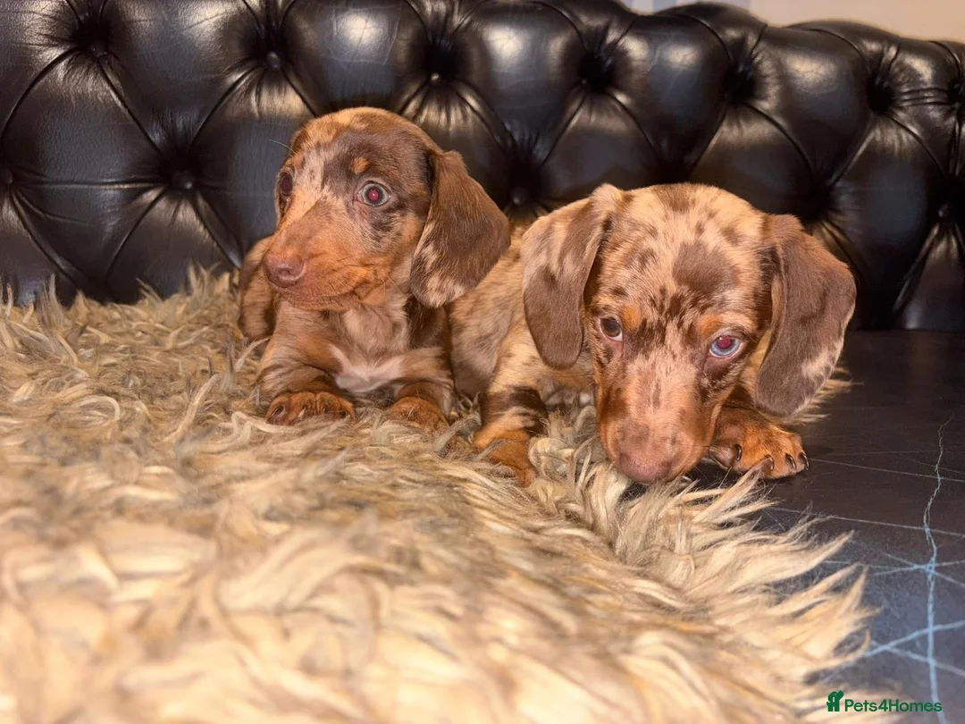 Dachshund dogs for sale: Dachshund puppies  - Advert 2