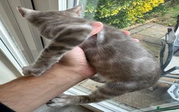Bengal cats for sale: Beautiful Bengal Kittens Tica Registered 🌈🐾 - Image 11