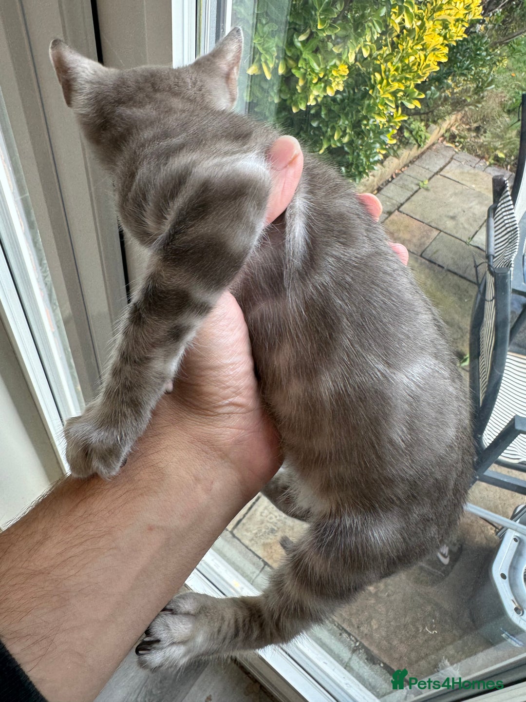 Bengal cats for sale: Beautiful Bengal Kittens Tica Registered 🌈🐾 - Image 11