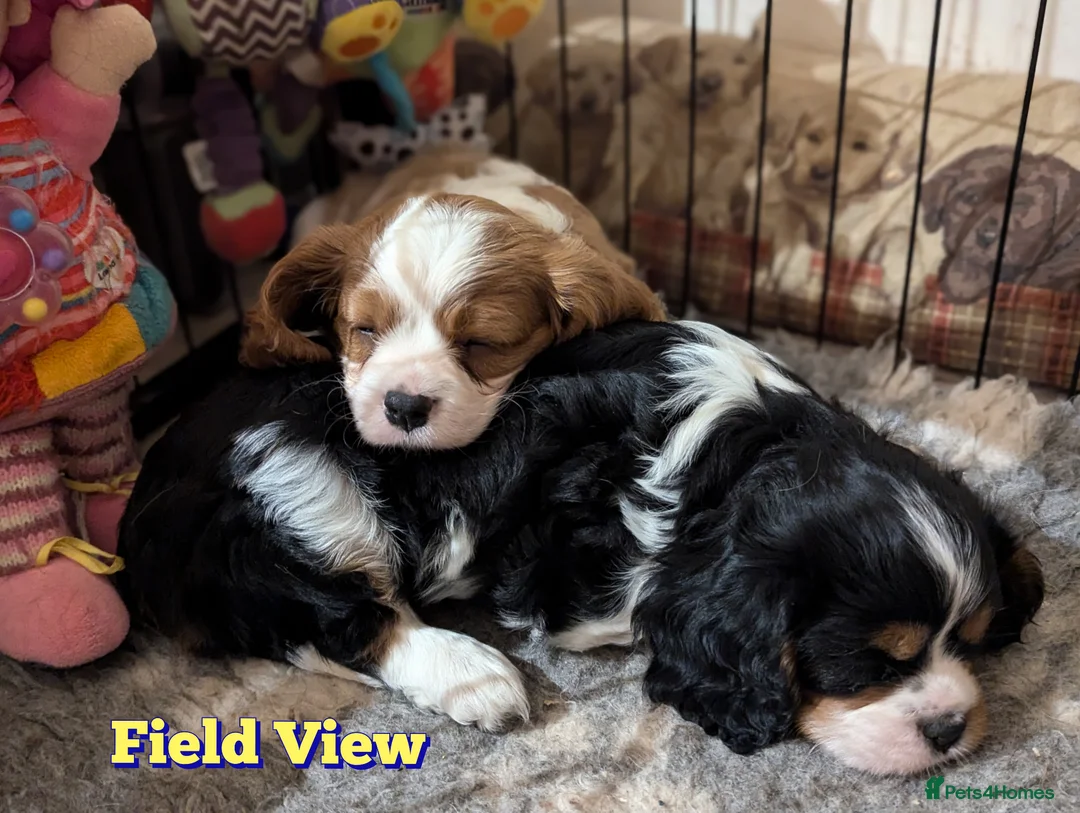 Cavalier King Charles Spaniel dogs for sale: Chocolate carrier Cavaliers, health tested parents in Sutton Coldfield - Advert 12