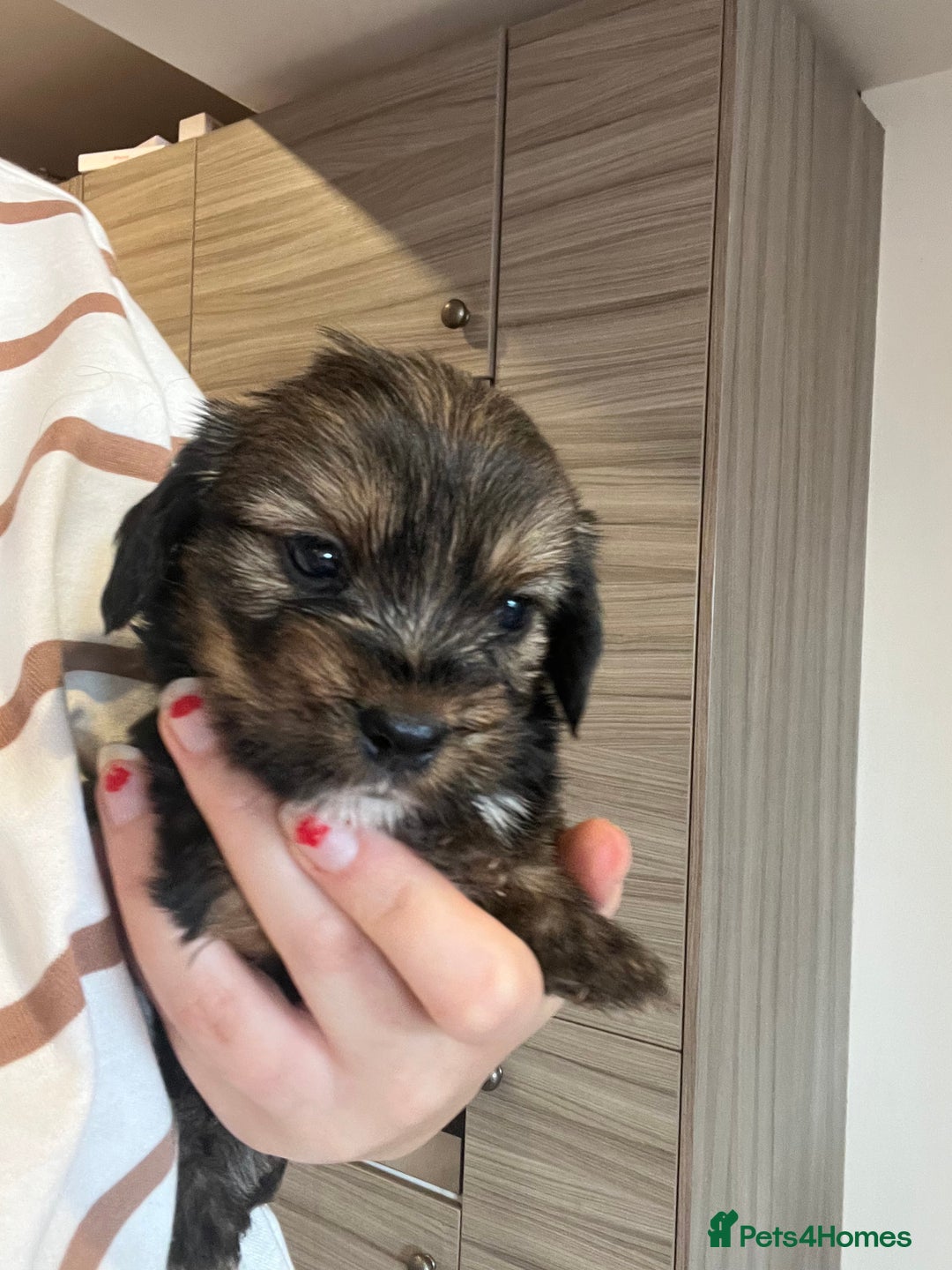 Mixed Breed dogs for sale: Chihuahua cross terrier puppies  - Image 8