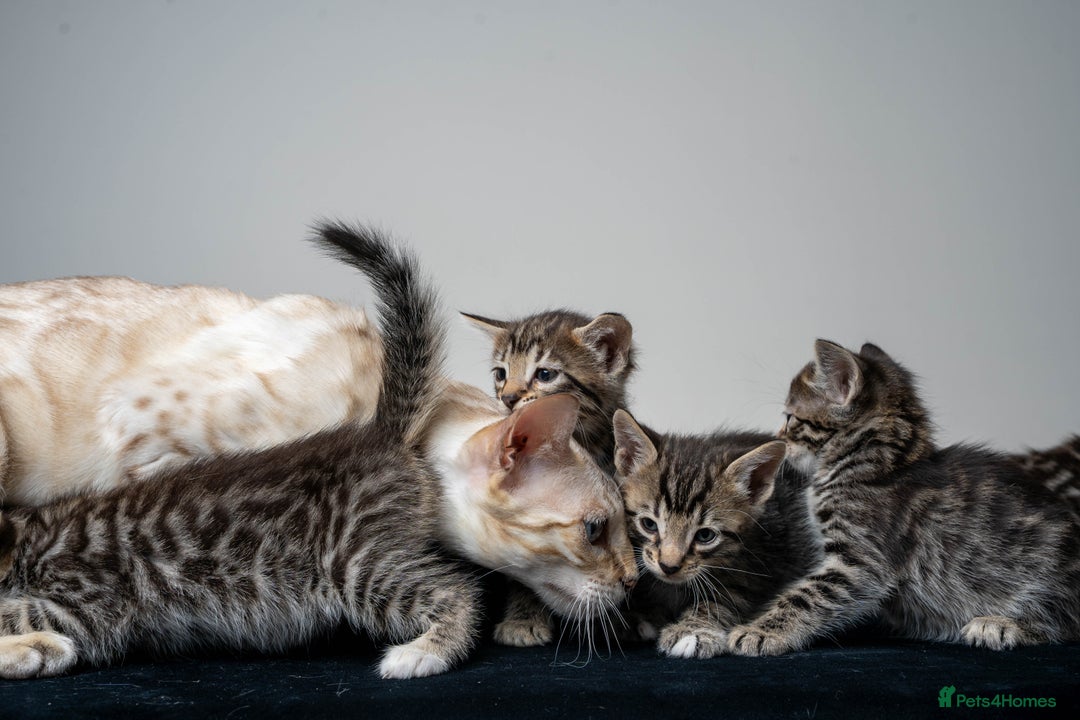 Bengal cats for sale: Gorgeous kittens, Wild-Patterned, Stunning Looks - Image 24