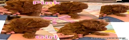 Toy Poodle dogs for sale: 🧡 Red Toy Poodle Pups 🧡 - Advert 10