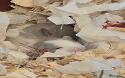 Rat rodents for sale: 5 girls and 3 boys available  - Image 2