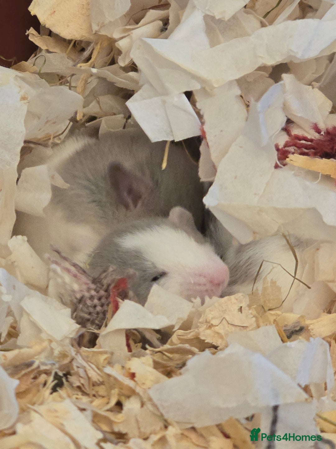 Rat rodents for sale: 5 girls and 3 boys available  - Image 2