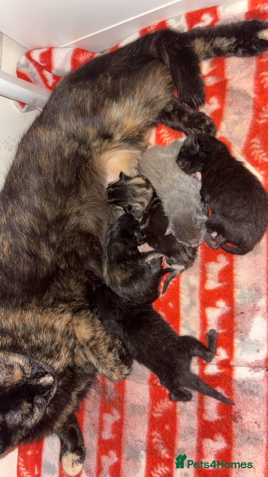 Mixed Breed cats for sale: Beautiful Kittens  - Advert 2