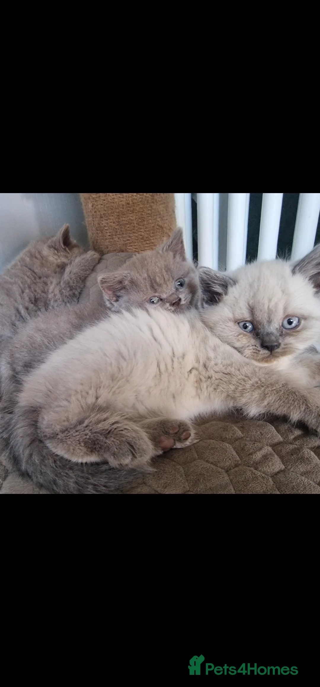 British Shorthair cats for sale: 3 british shorthair kittens - Advert 8