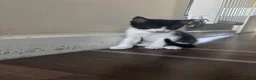Mixed Breed cats for sale: 2 male Tuxedo kittens in Salford - Advert 4