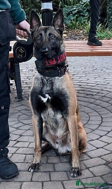 Belgian Shepherd Dog dogs Duke!! - Advert 1