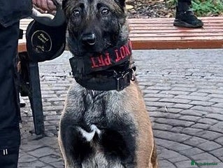 Belgian Shepherd Dog dogs Duke!! - Advert 1