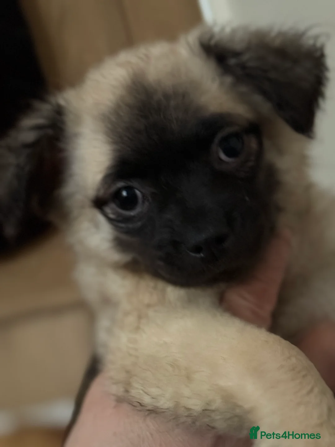 Mixed Breed dogs for sale: Bichon Frise x little girl ready now!! - Advert 5