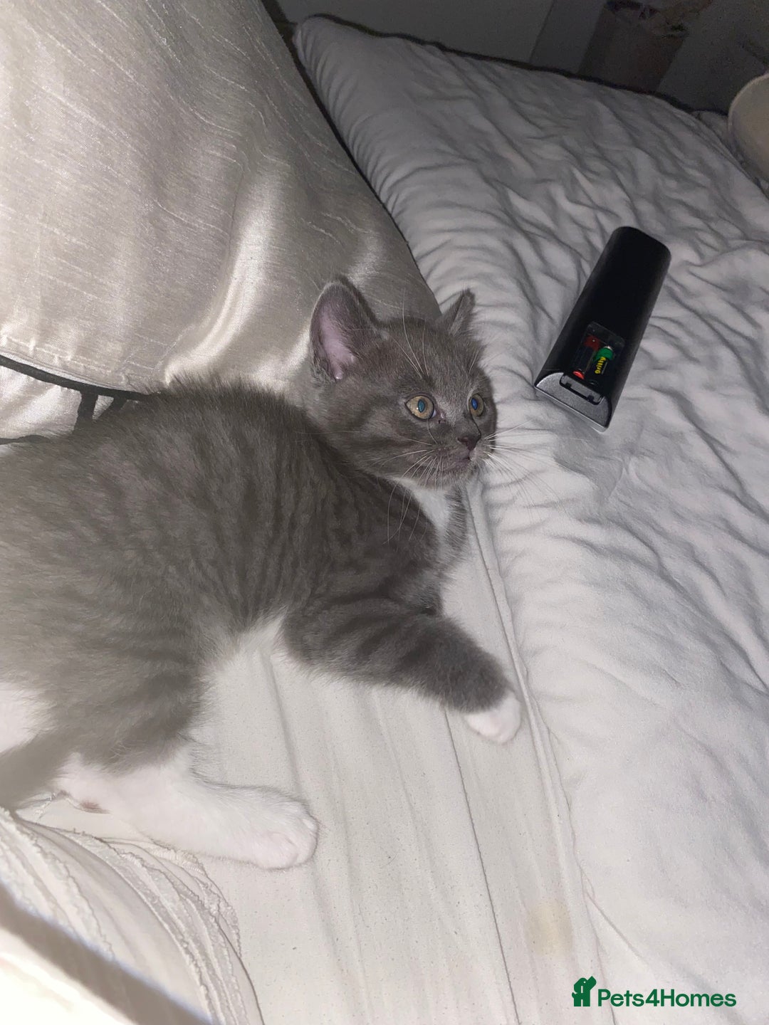 British Shorthair cats for sale: British shorthaired grey boy available now!  - Advert 3