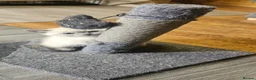 British Shorthair cats for sale: British colour point - Advert 7