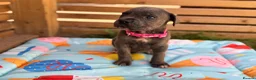 Cane Corso dogs for sale: Stunning cane corso 🐶 - Advert 4