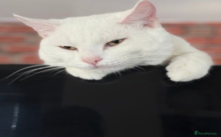 American Shorthair cats - Advert 2
