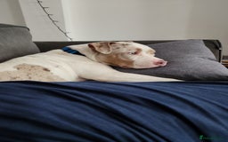 Staffordshire Bull Terrier dogs for sale: Gorgeous boy - Image 4