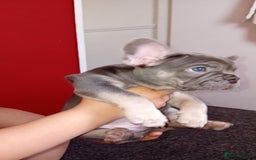 French Bulldog dogs for sale: French bulldog - Image 2