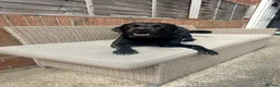 Labrador Retriever dogs for stud: Black Labrador Retriever for Stud. - Advert 2