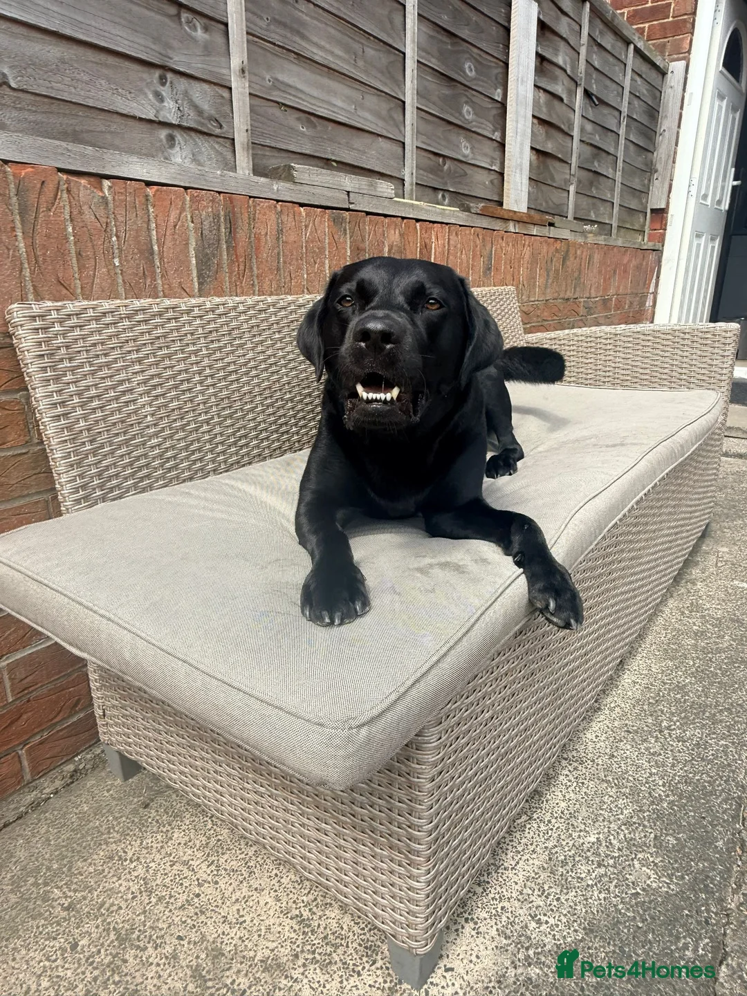 Labrador Retriever dogs for stud: Black Labrador Retriever for Stud. - Advert 2