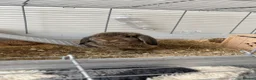 Mini Lop rabbits for sale: Female mini lop for sale  - Advert 2