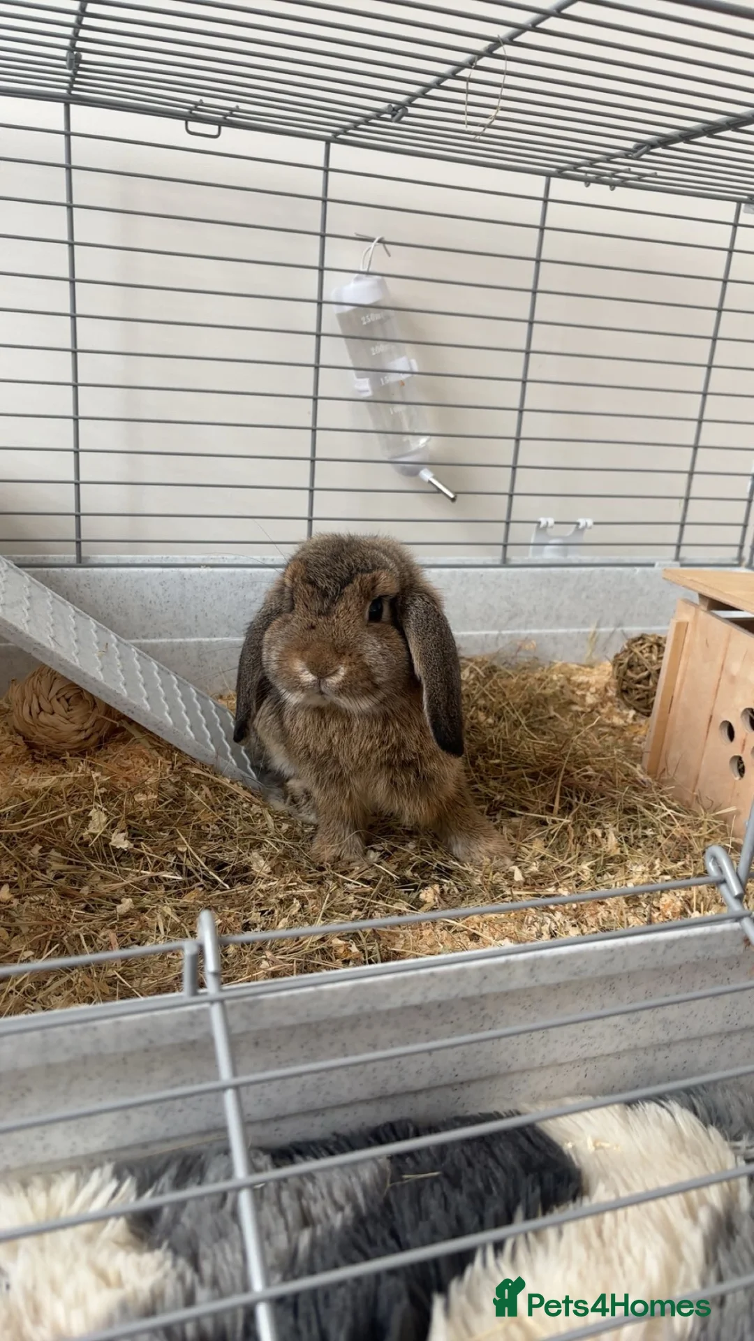 Mini Lop rabbits for sale: Female mini lop for sale  - Advert 2