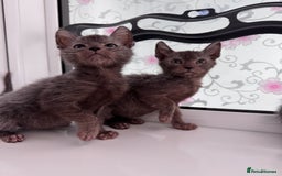 Lykoi cats for sale: Adorable Lykoi Kittens  - Advert 2