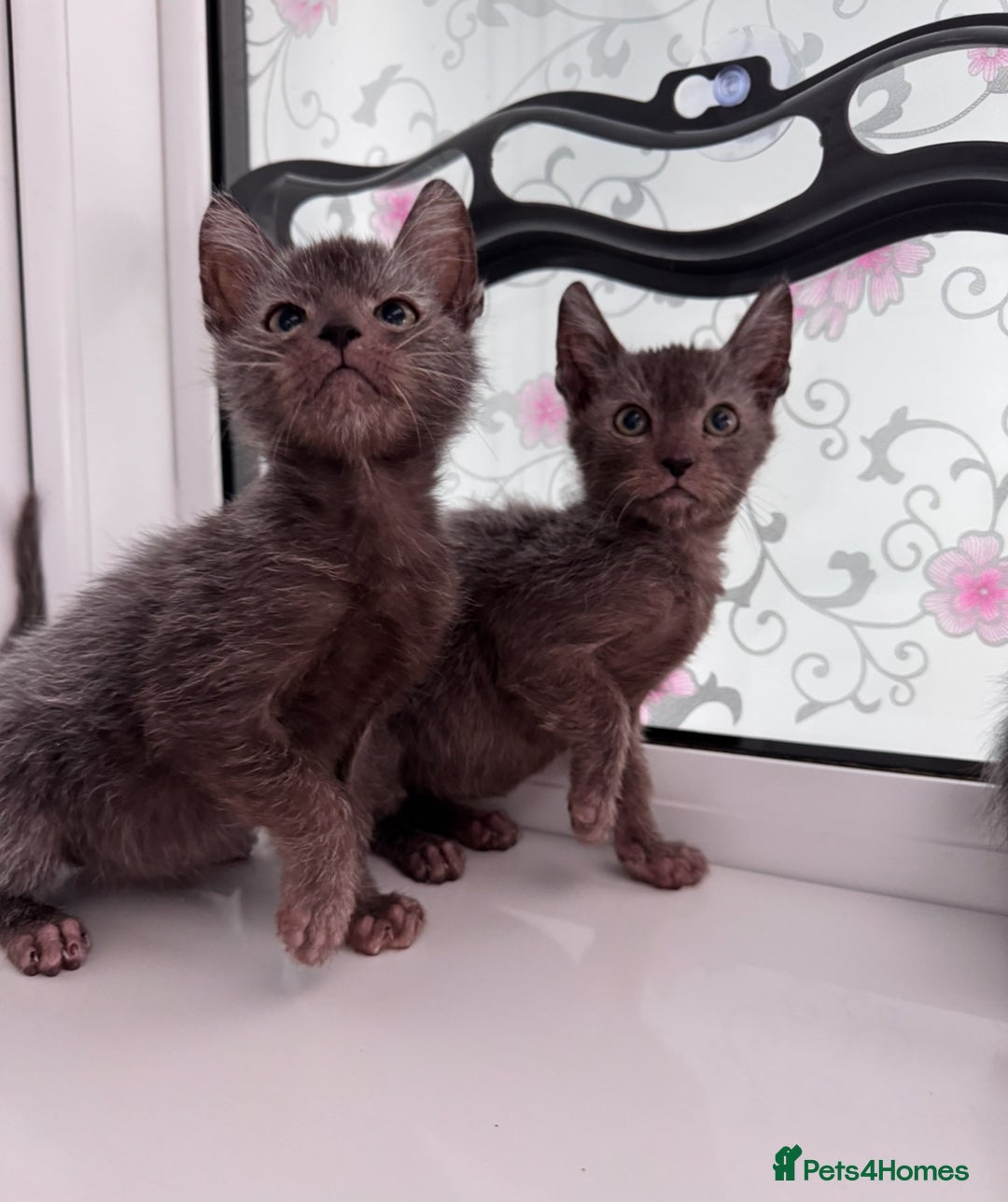 Lykoi cats for sale: Adorable Lykoi Kittens  - Advert 2