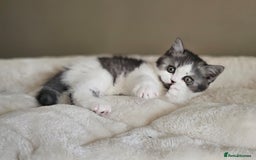 British Shorthair cats for sale: ✨SUPER CUDDLY BOY ✨ Total lap cat ✨ Rare colour ✨ in Biggleswade - Image 14