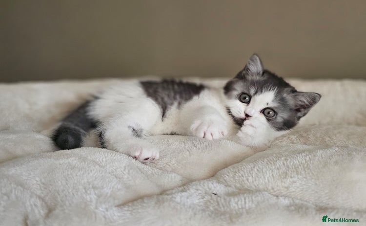 British Shorthair cats in Biggleswade - Advert 2