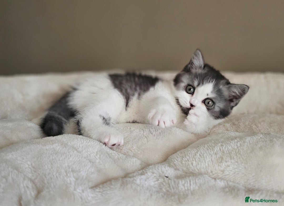 British Shorthair cats for sale: ✨SUPER CUDDLY BOY ✨ Total lap cat ✨ Rare colour ✨ in Biggleswade - Image 14