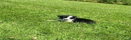 Border Collie dogs for sale: 5 Beautiful Border Collie Puppies  - Advert 18