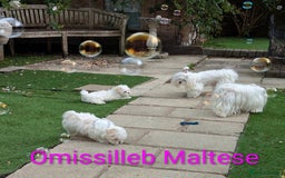 Maltese dogs for sale: Gorgeous KC pedigree Maltese puppy reduced price - Image 14