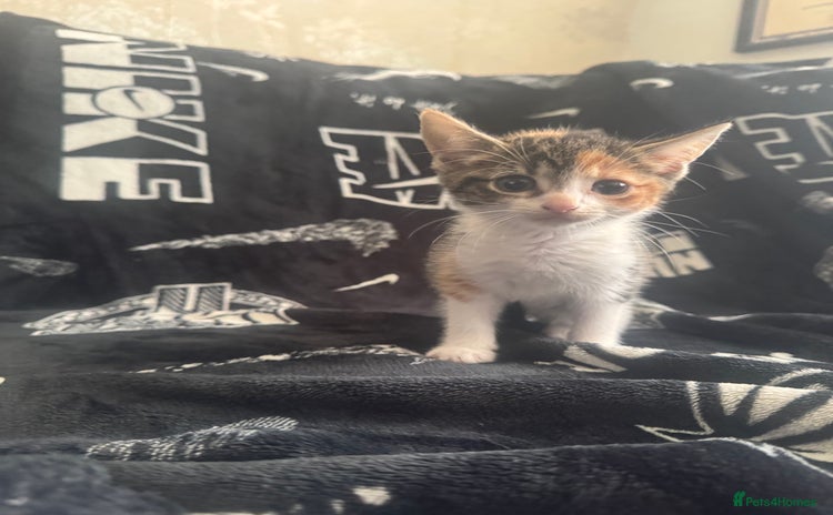 Mixed Breed cats - Advert 1