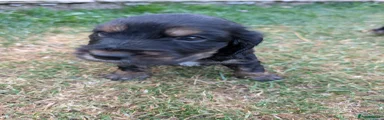 Cocker Spaniel 5