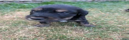 Cocker Spaniel dogs for sale: For sale in Buxton - Advert 5