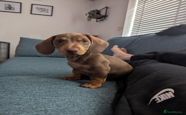 Dachshund dogs - Advert 3