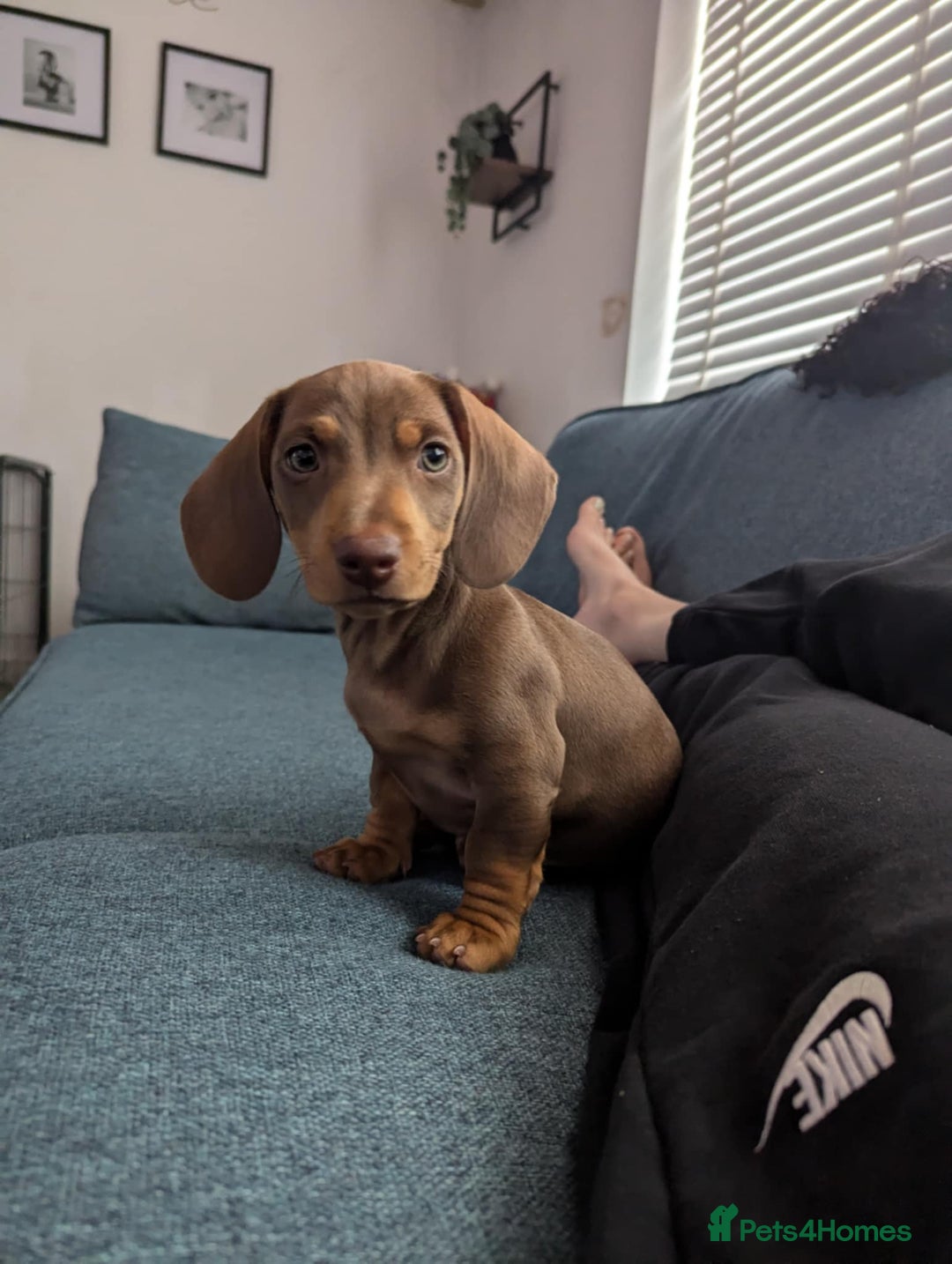 Dachshund dogs for sale: 15 weeks old female  - Image 1