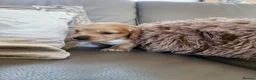Cocker Spaniel dogs for sale: Kc reg cocker puppies  - Advert 4