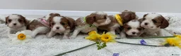 Cavalier King Charles Spaniel dogs for sale: 7 adorable KC registered puppies  - Advert 8