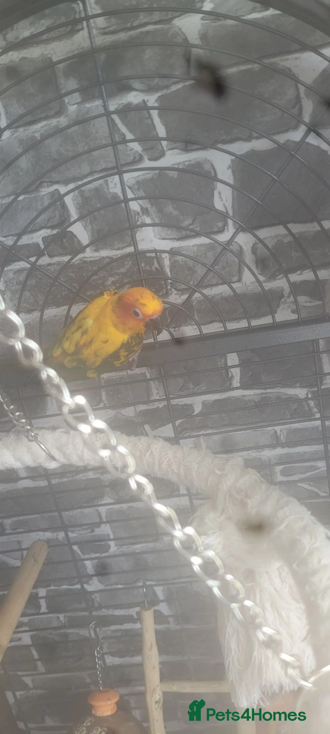 Conures birds for sale: 2 Sun Conures in Wolverhampton - Advert 2