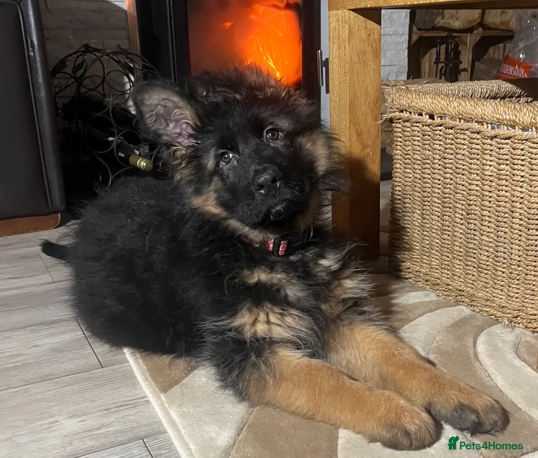 German Shepherd dogs for sale: Outstanding long- haired Gsd girl for sale  - Advert 1