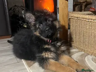 German Shepherd dogs for sale: Outstanding long- haired Gsd girl for sale - Advert 2