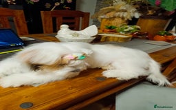 Bichon Frise dogs for sale: Bichon girl - Image 4