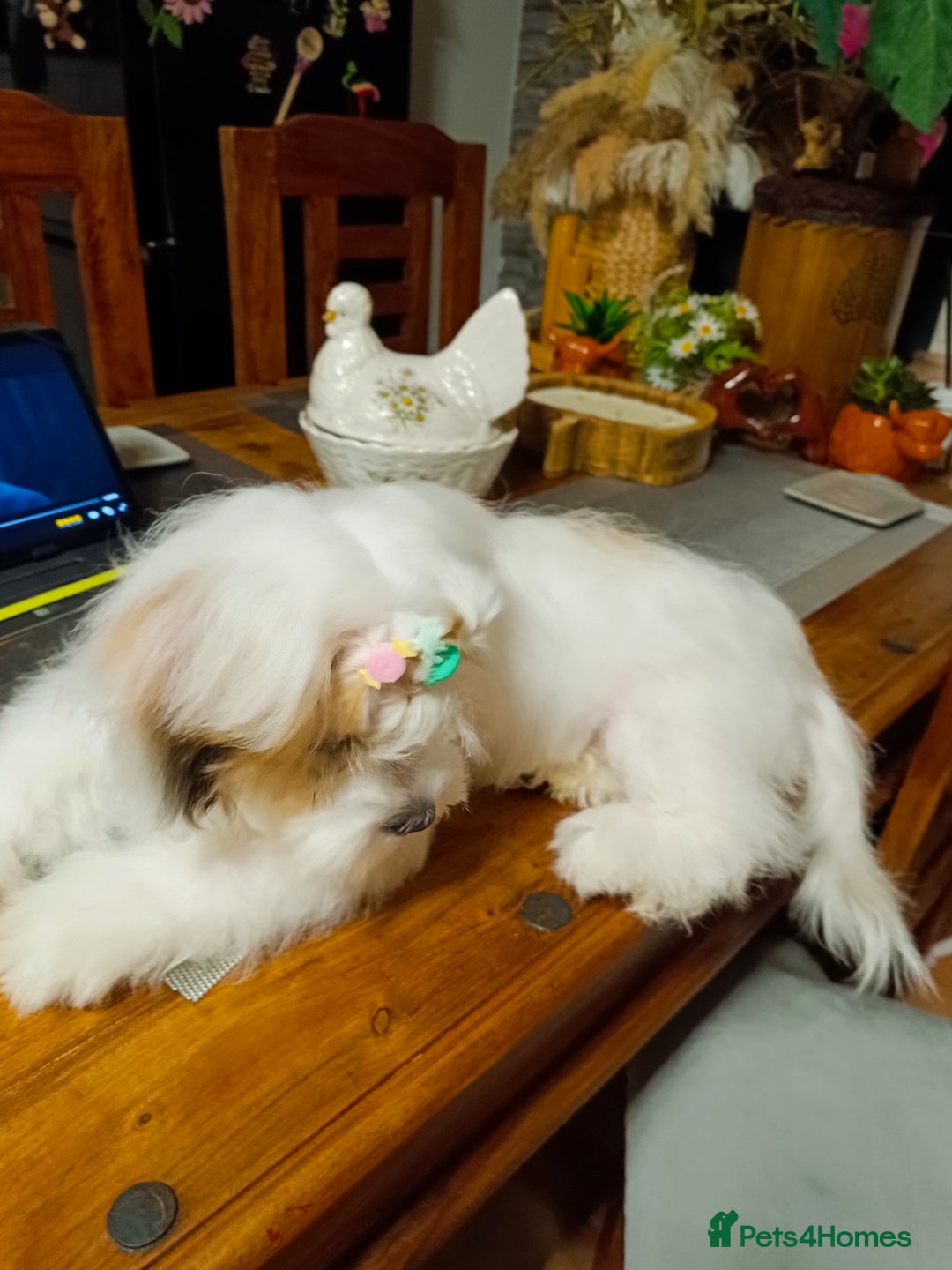 Bichon Frise dogs for sale: Bichon girl - Image 4