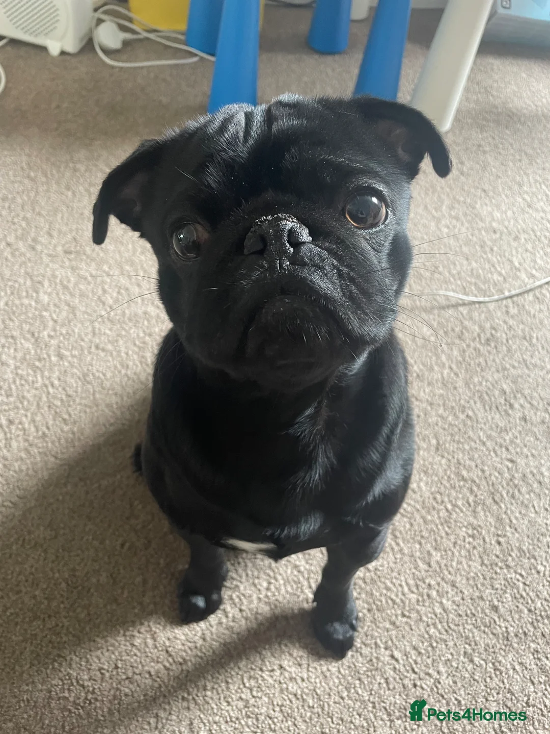 Pug dogs for stud: Pug for Stud  in Manchester - Advert 3